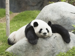 Ученые объяснили черно-белый окрас панд