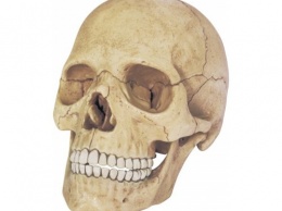 Ученые из Красноярска научились восстанавливать кости черепа за 4 месяца