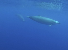 Ученые впервые сняли редчайшего кита Земли на видео