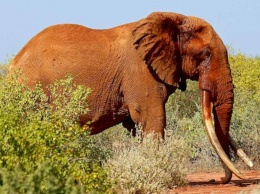 В Кении убили одного из последних в природе слонов-гигантов