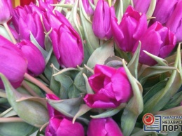 Сколько стоят тюльпаны в Павлограде накануне 8 марта? (ФОТО)
