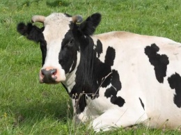 Коровы сделают богаче запорожских фермеров