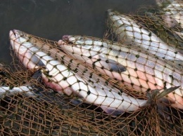 Под Запорожьем рыбоохрана задержала браконьера с сетями