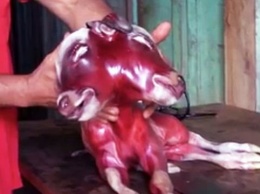 В Южной Америке нашли теленка-мутанта с двумя головами
