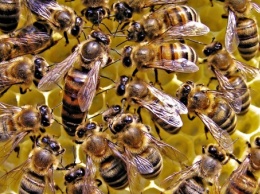 Ученые предрекли вымирание пчел через 20 лет