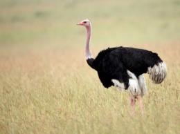 Ученые: 25 тысяч лет назад на территории современной Индии жили страусы