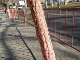 К - красота. В Одессе деревья выкрасили в розовый цвет (ФОТО)