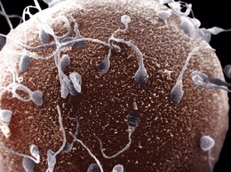 Ученые рассказали, какие факторы оказывают влияние на качество спермы