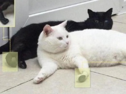В России двум котам имплантировали конечности