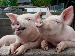 Бердянский район проводит учения «против» африканской чумы свиней