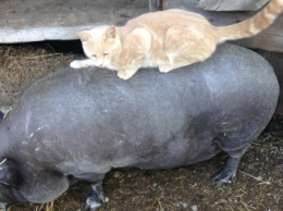 Свинья и кот стали лучшими друзьями на канадской ферме