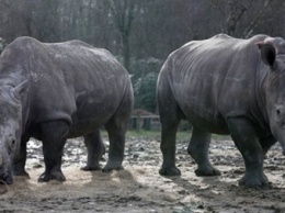 В бельгийском зоопарке решили обрезать рога носорогам