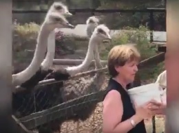 В Сети обсуждают видео с участием англичанки и страусов