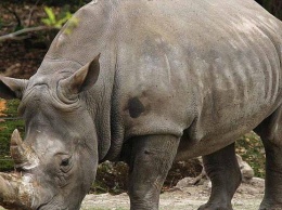 Во Франции носорогам укоротят рога