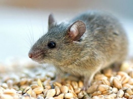 Ученым удалось создать эмбрион мыши без яйцеклетки