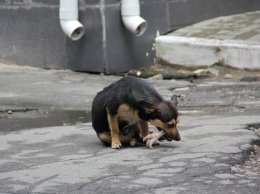 Бездомные собаки: кто виноват и что делать?