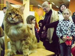 Котомания: на Одесском морвокзале открылась выставка кошек