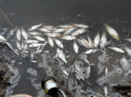 Раскрыта истинная причина замора рыбы в запорожской "Дубовке" (ФОТО)