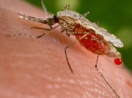 Ученые продолжают искать способы лечения комариных укусов