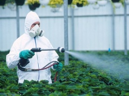 Ученые: Клубника является самым загрязненным пестицидами продуктом