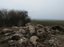 На Николаевщине вблизи села неизвестные выбросили десяток туш мертвых свиней