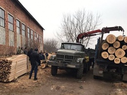 Одесская полиция открыла дело о вырубке леса на 10 миллионов