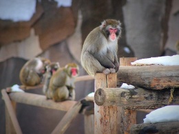 Исследователи рассказали, с помощью чего вырастили обезьян с иммунитетом к ВИЧ