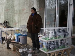 В Бердянске пройдет Всеукраинская выставка голубей