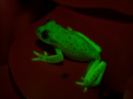 В Южной Америке нашли первую флуоресцентную лягушку