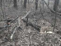 На Днепропетровщине зафиксировали незаконную вырубку леса