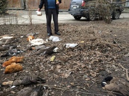 Подчиненный Кличко отравил 20 фазанов, журавлей и павлинов, мешавших незаконной застройке Киева