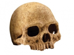 В Португалии ученые нашли череп загадочного родственника человека
