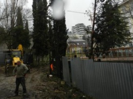 В центре Ялты срубили 50-летние кипарисы