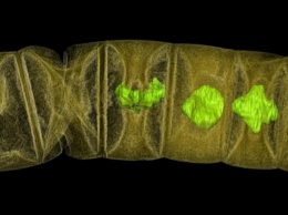 Ученые обнаружили самые древние окаменелости растения