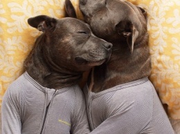 Такой дружбе можно только позавидовать: собаки жить не могут без обнимашек (ФОТО)