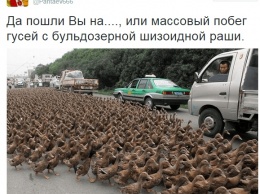 Пользователи Сети высмеяли уничтожение трех гусей в России (ФОТО)