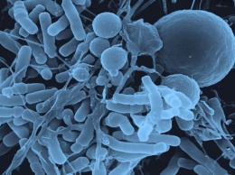 Ученые не смогли доказать пользу пробиотиков для организма