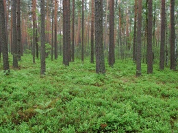 В КГГА рассказали, сколько деревьев растет в каждом районе Киева