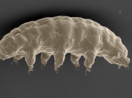 Ученые узнали, как самые живучие существа на Земле переживают "сушку"