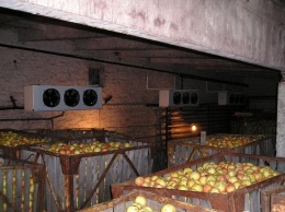 Яблоки хранятся около 10 месяцев, прежде чем попадают на прилавок