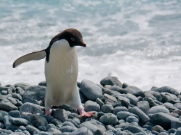 В Антарктиде нашли миллионы одиноких пингвинов