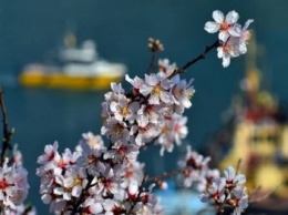 Весенний Севастополь в "облаках" цветущего миндаля (ФОТО)
