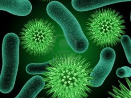 На территории Смоленска найдены опасные бактерии