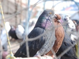 Выставка-продажа голубей прошла в Бердянске
