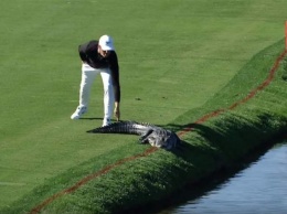 В Америке гольфист дернул аллигатора за хвост