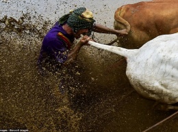 Укусить быка за хвост, чтобы бежал быстрее: на Суматре прошли традиционные гонки на быках