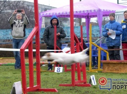 В Павлограде собаки соревновались в прохождении полосы препятствий (ФОТО)