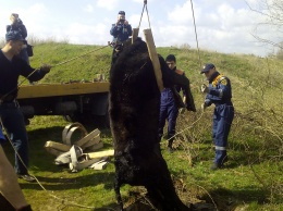 Евпаторийские спасатели вытащили теленка из колодца