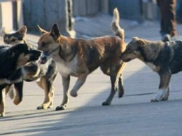 Пока чиновники делят портфели, в Сумах растет численность бездомных собак