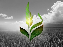 Аграрный фонд планирует законтрактовать 760 тыс. тонн зерна
